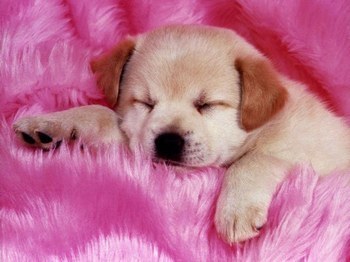 tro mignon