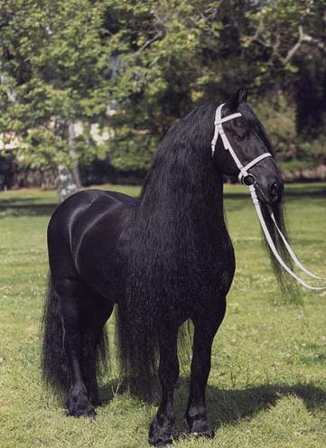 Frison