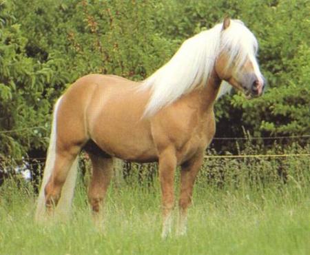 la protection du cheval....