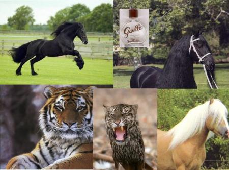 animaux...